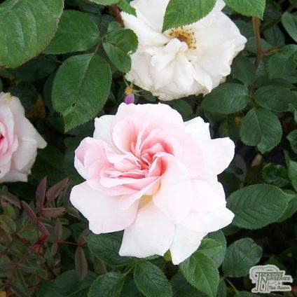 Rose A Whiter Shade of Pale